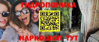 стафф Кингисепп