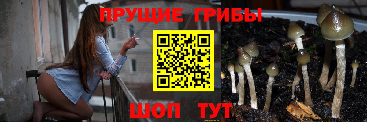 Псилоцибиновые грибы прущие грибы  Новоалтайск 